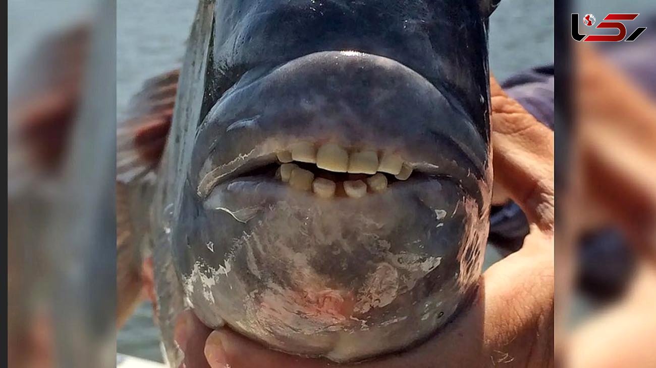 دندان های انسان در یک ماهی + عکس