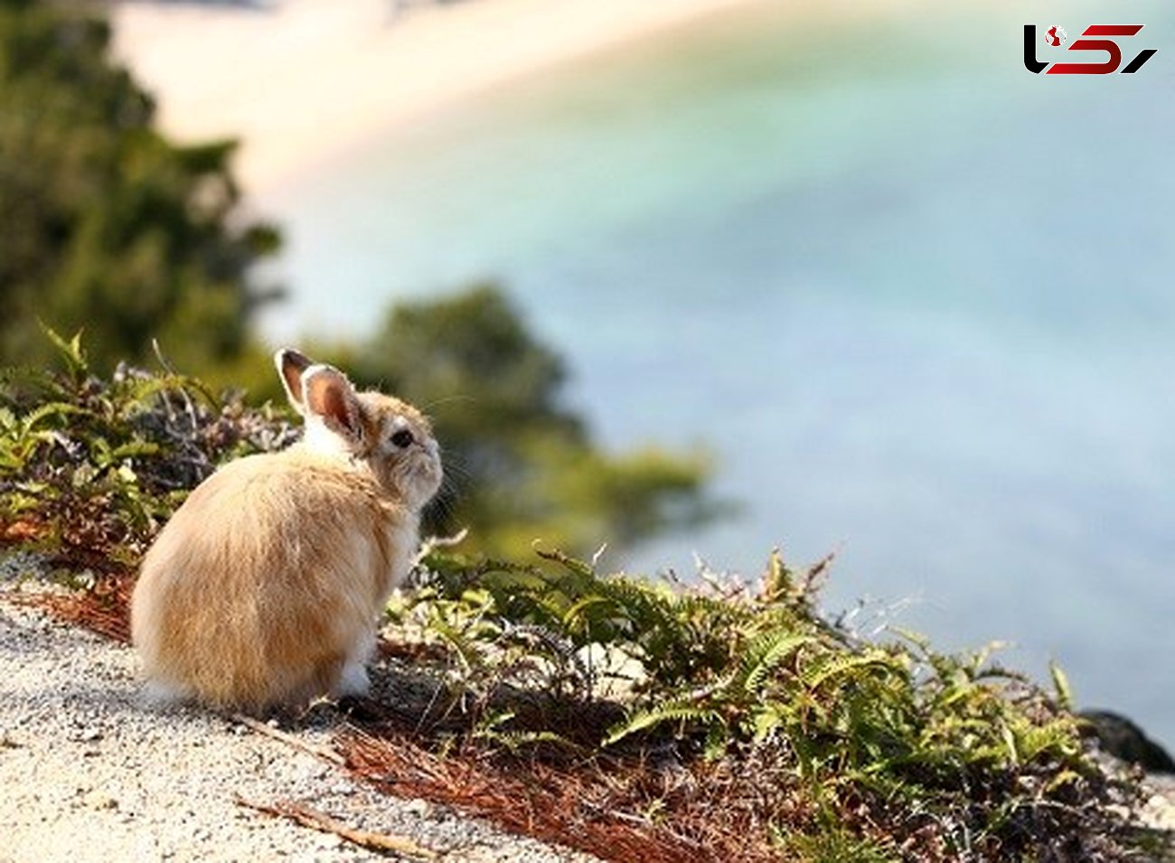 جزیره ای مخصوص خرگوش های بازیگوش +تصاویر 