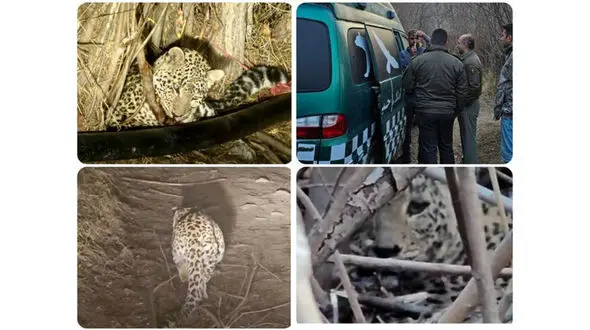 عملیات نجات یک پلنگ در تهران / در شب یلدا رخ داد + عکس و جزئیات