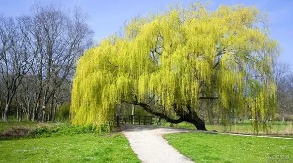 گرمای سوزان تابستان امسال قاتل فتوسنتز درختان چنار و بید در اصفهان شد