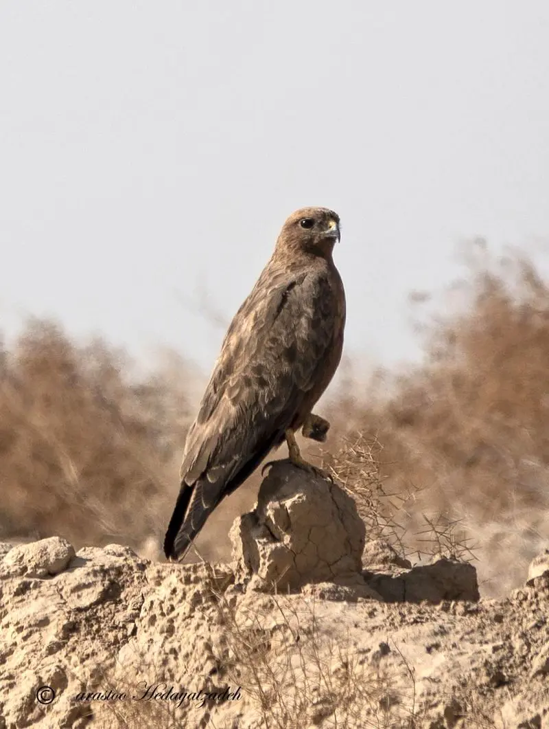 سارگپه معمولی