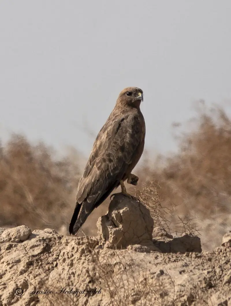 سارگپه معمولی