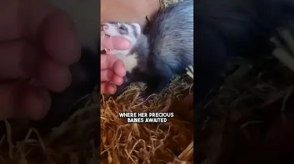 فیلم/ تلاش احساسی راسو برای نشان دادن توله های تازه متولد شده به صاحب اش 