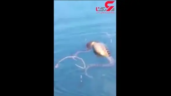 شناور شدن مار آناکوندا پس از خوردن یک برگچه‌ خوار + فیلم / در بزریل رخ داد