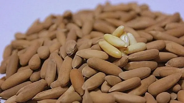 دانه ای آرامبخش برای درمان خستگی
