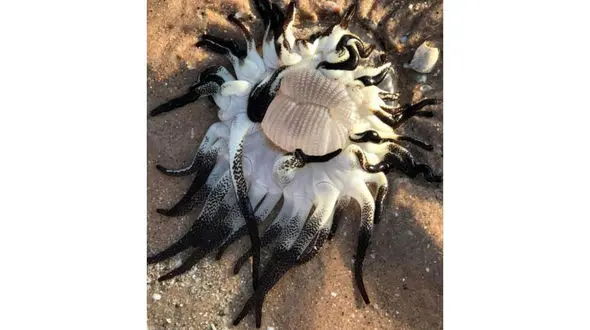 زشت ترین موجود دریایی که به ساحل آمد+عکس