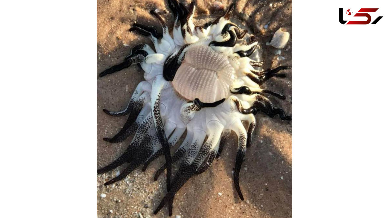 زشت ترین موجود دریایی که به ساحل آمد+عکس