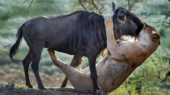 بوسه مرگ در آغوش طعمه نگون بخت +عکس 