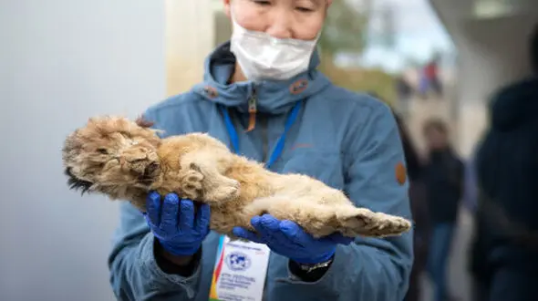 پروژه عجیب برای لاشه این شیر یخ زده 40 هزار ساله+ عکس