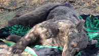 عکس تلخ از مرگ خرس قهوه‌ای درگیلانغرب + جزییات
