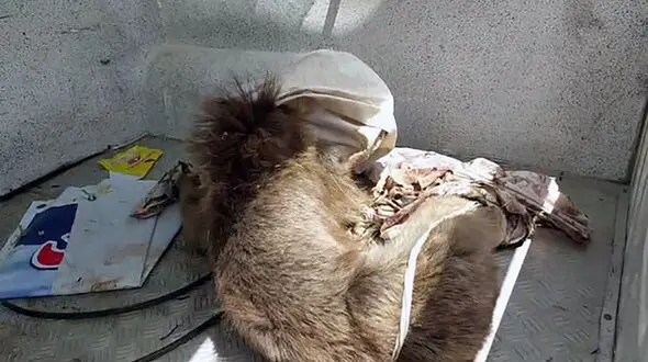 تصادف مرگبار با خرس قهوه ای در هورندا / تلاش بی فایده ماند خرس تلف شد + عکس