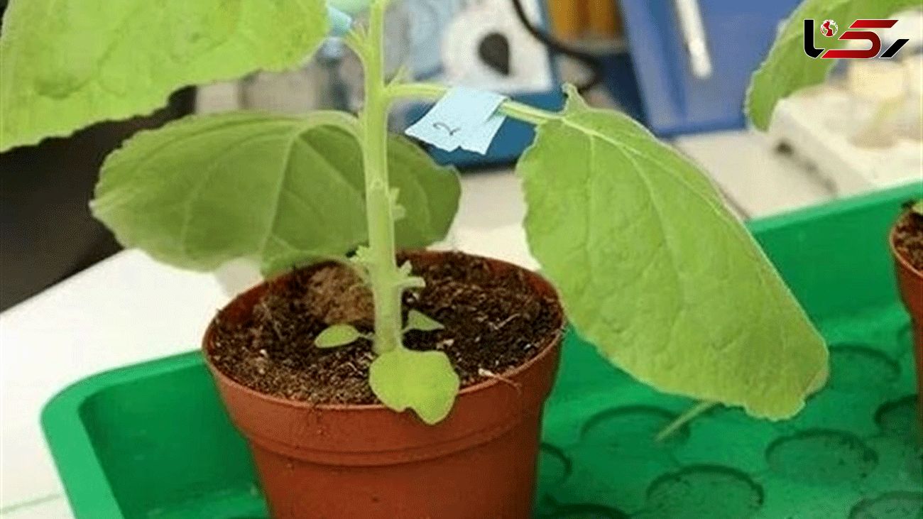  Flu Vaccine Derived from Tobacco Plants Passes Clinical Trials 