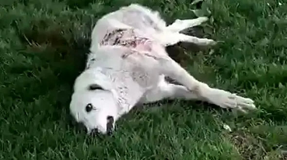 بازداشت عامل انتشار فیلم سگ آزاری در بندر انزلی