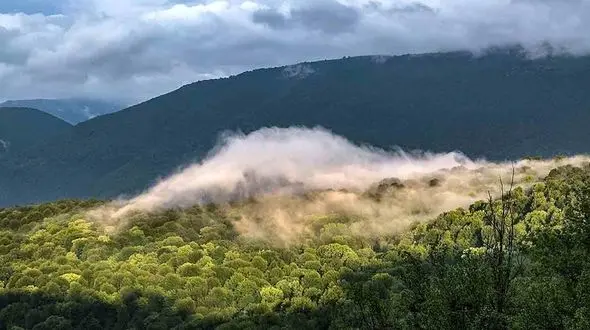 فیلم تنوع زیستی زیبای جنگل های هیرکانی / اینجا چلاو آمل است 