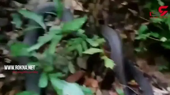 بلعیده شدن مار پیتون توسط مار کبری!+فیلم باورنکردنی