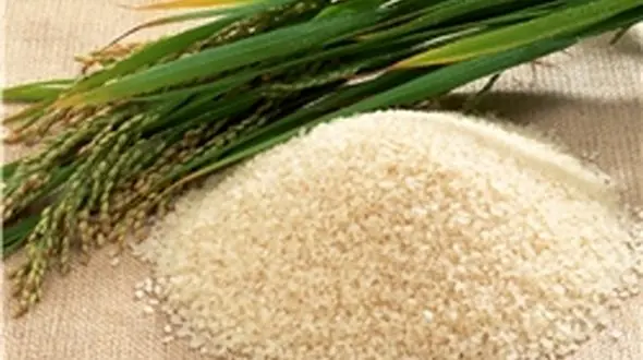 تفاوت 4 هزار تومانی قیمت برنج از شالیزار تا بازار