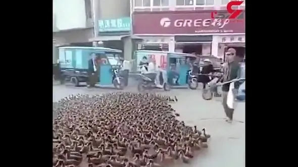 عجیب ترین و بامزه ترین ترافیک جهان + تصویر