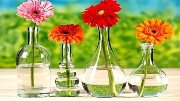 ناسا این گل زیبا را تصفیه کننده سبز هوا معرفی کرد