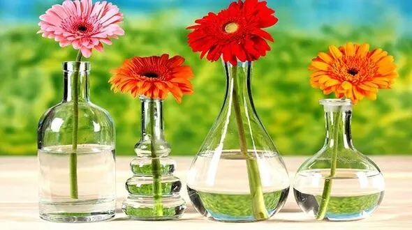 ناسا این گل زیبا را تصفیه کننده سبز هوا معرفی کرد