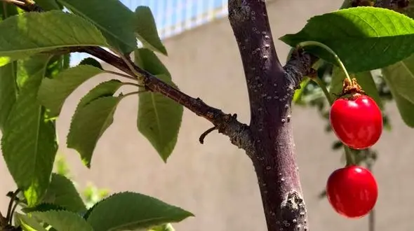 فال ابجد امروز / 2 خرداد + فیلم