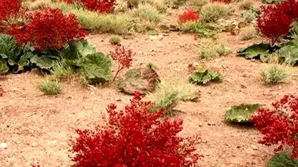 از دشت مخملی طبیعت تا ماسوله‌ی زیبا 