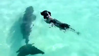 شنای سگ با دلفین + فیلم