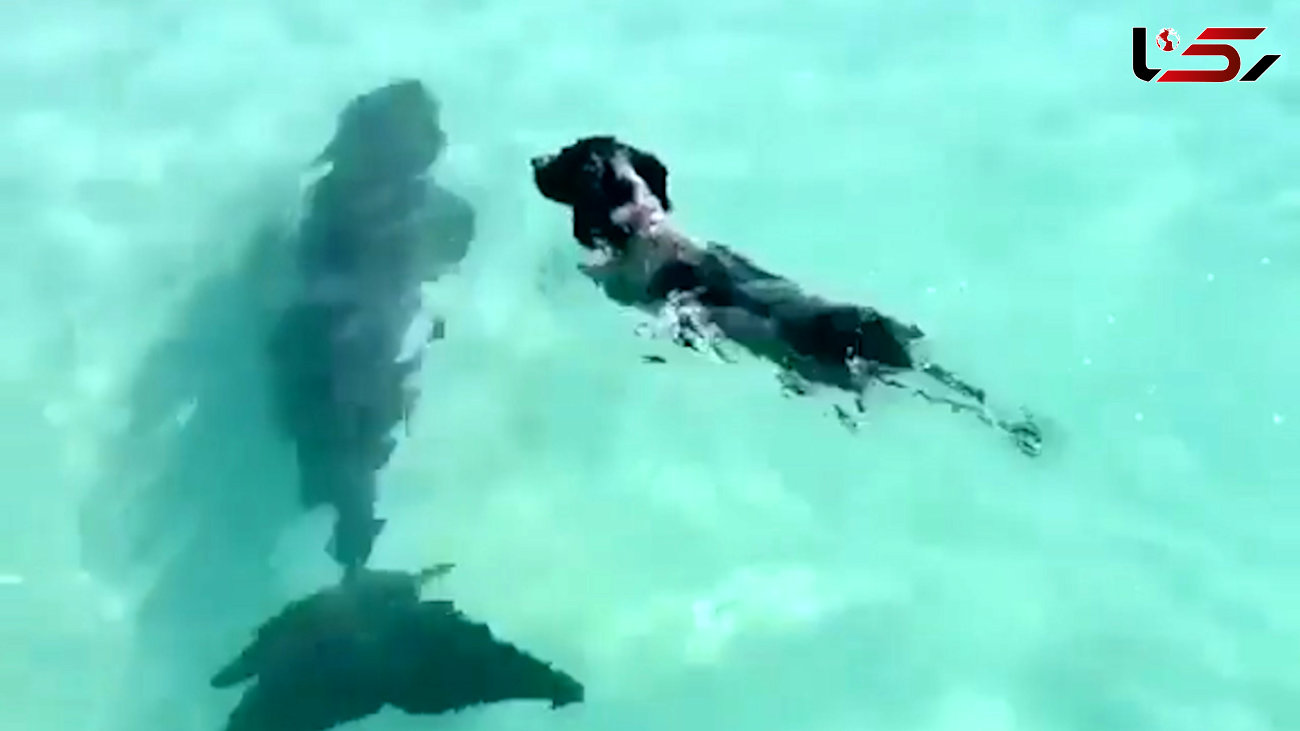 شنای سگ با دلفین + فیلم