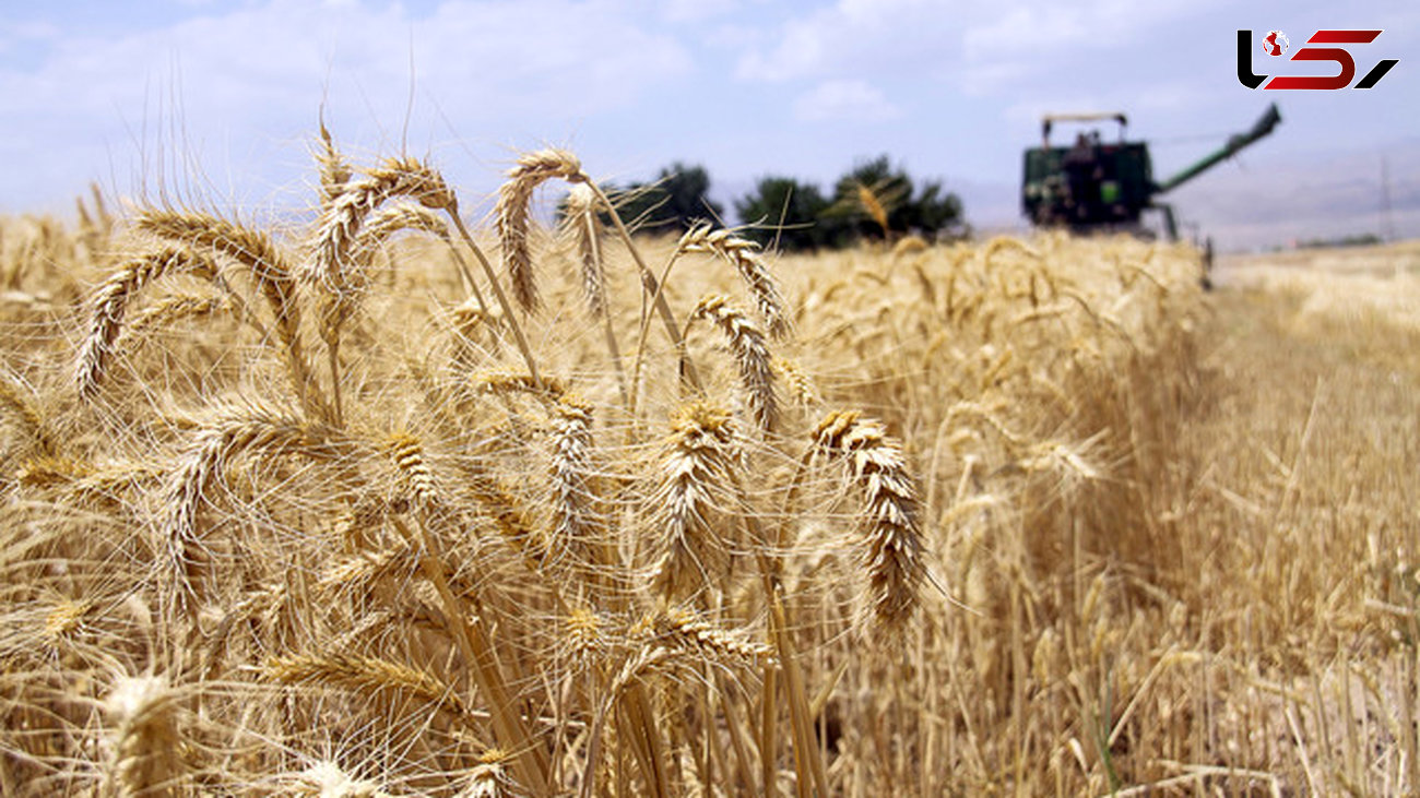 6.9 میلیون تن گندم خریداری شد/کشاورزان نگران دریافت مطالباتشان نباشند