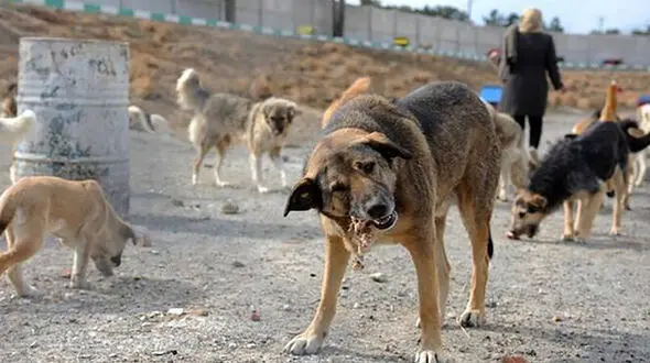 سگ های بلا صاحب در شهرها په سرنوشتی برای شهروندان رقم می زنند
