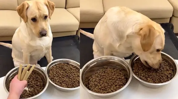 ضد حال خوردن یک سگ + فیلم