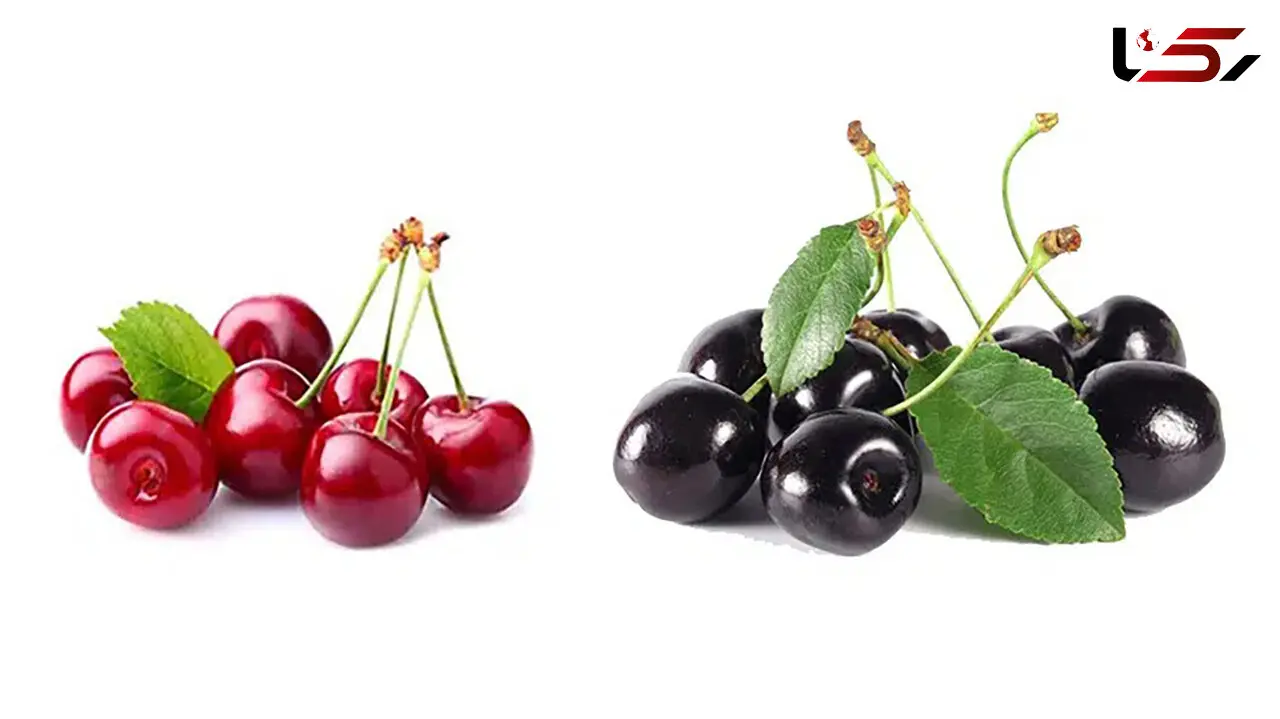 تفاوت آلبالو و گیلاس / خواص این 2 میوه خوشمزه چیست؟