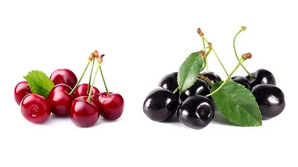 تفاوت آلبالو و گیلاس / خواص این 2 میوه خوشمزه چیست؟