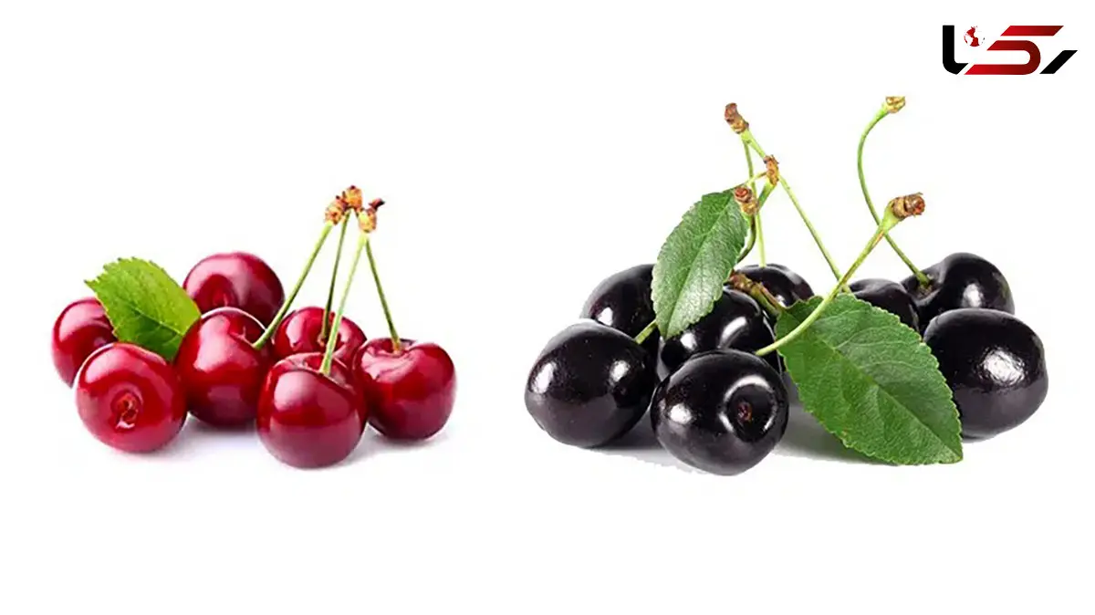 تفاوت آلبالو و گیلاس / خواص این 2 میوه خوشمزه چیست؟