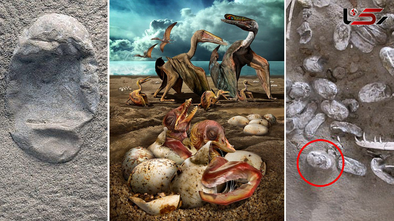  رازگشایی 215 تخم فسیل دایناسور 100 میلیون ساله + تصاویر