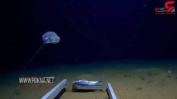 کشف عجیب ترین عروس دریایی در هند + فیلم