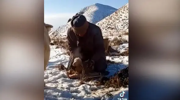 زنده ماندن بزغاله در اوج نگرانی مادرش + فیلم 