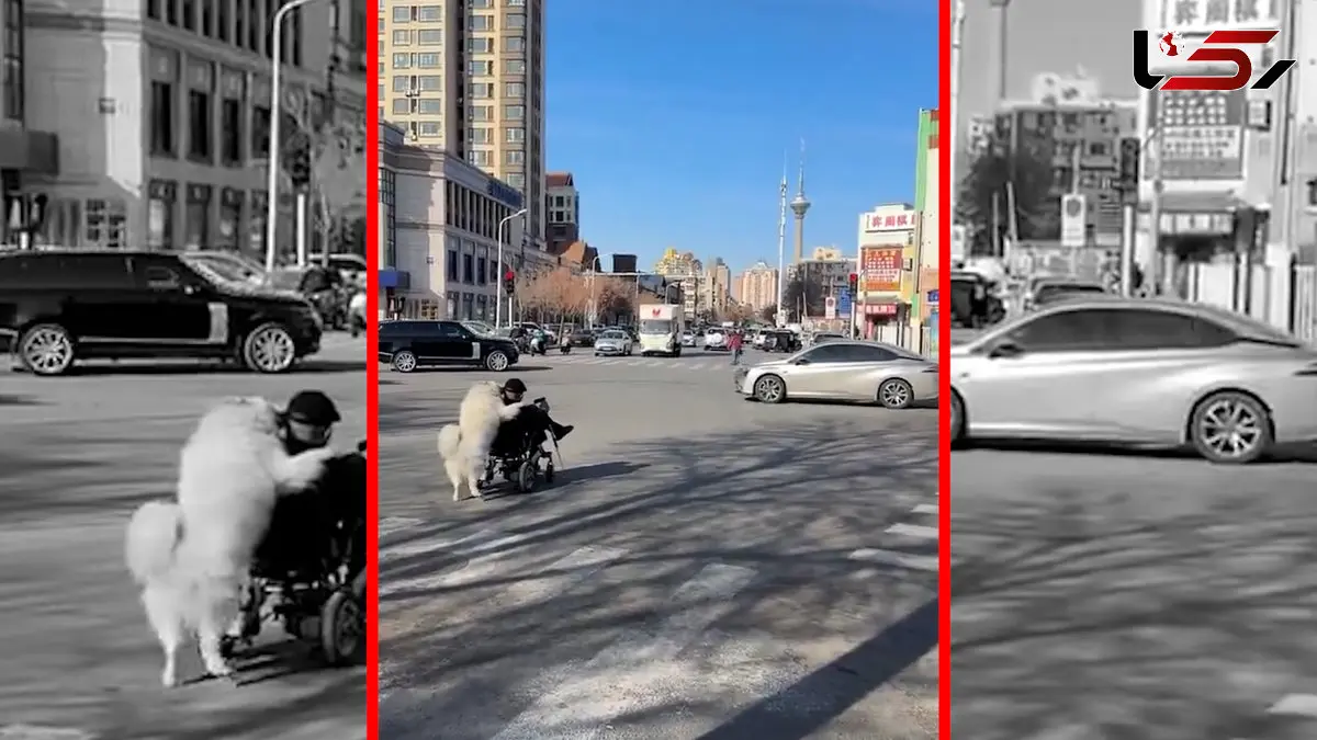 فیلم کمک دیدنی سگ به پیرمرد ویلچرنشین در خیابان