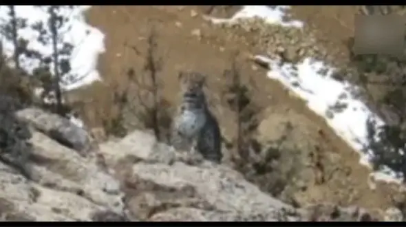 ببینید / استتار ماهرانه پلنگ ایرانی در مواجه با محیط‌ بان + فیلم حیرت آور