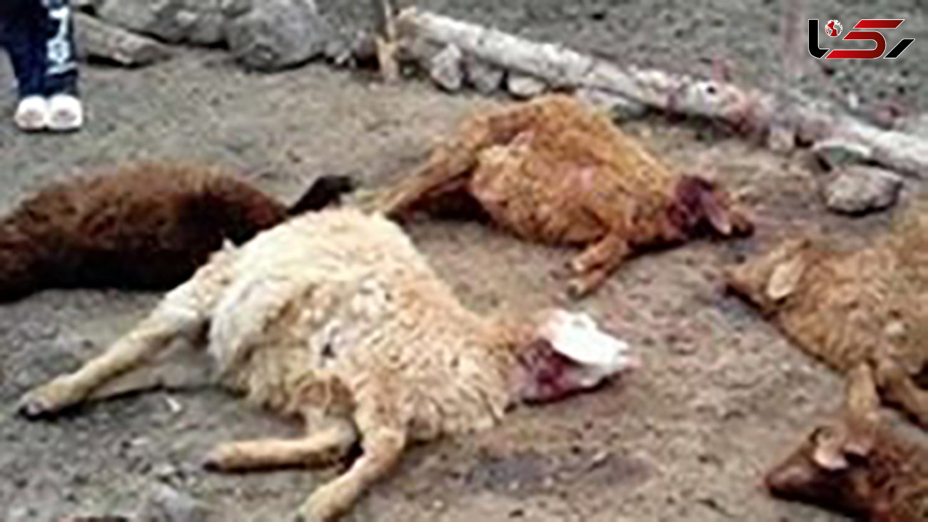 گرگ‌های گرسنه در کمین دامداران شهرستان دشتی 