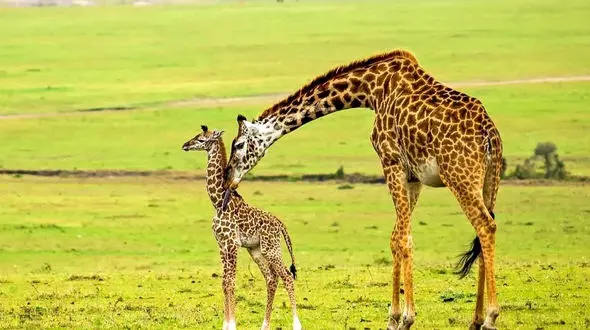 بچه زرافه یک تنه حریف  شیر گرسنه شد + فیلم حیرت انگیز از دنیای شکار