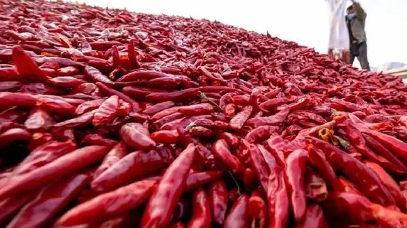 نحوه برداشت فلفل قرمز + فیلم