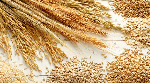 سویا باعث چاقی و اضافه وزن می شود