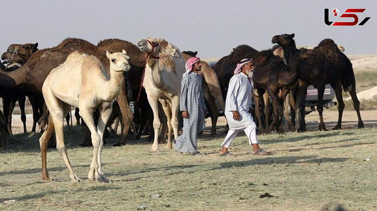 راه اندازی بیمارستان مخصوص شترها در عربستان / 26 میلیون دلار هزینه شد