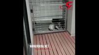 کشتی تماشایی دو کوالای عصبانی در حیاط خانه‎ یک مرد + فیلم