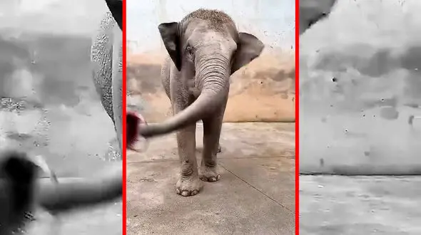 فیلم مراقبت از پاهای فیل ها در باغ وحش