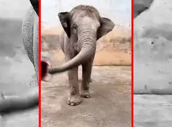 فیلم مراقبت از پاهای فیل ها در باغ وحش