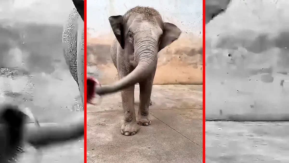 فیلم مراقبت از پاهای فیل ها در باغ وحش