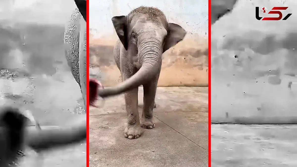 فیلم مراقبت از پاهای فیل ها در باغ وحش