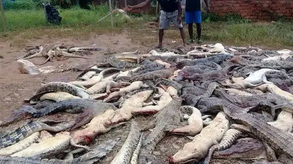  سلاخی 300 تمساح برای انتقام مرگ یک مرد + تصاویر ناراحت کننده 