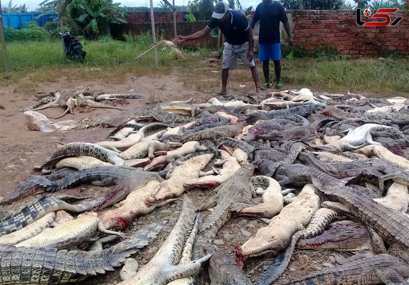  سلاخی 300 تمساح برای انتقام مرگ یک مرد + تصاویر ناراحت کننده 